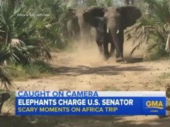 Coons’ Africa Convoy Charged By Elephants