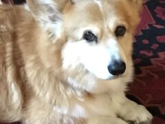 Song of the Day 5/8: Luke Bryan, “Little Boys Grow Up and Dogs Get Old” Song of the Day 5/8: Luke Bryan, “Little Boys Grow Up and Dogs Get Old”