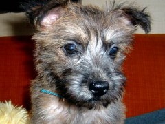 I love my new puppy!