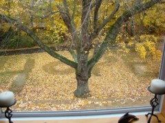 74 Days until W is a comma