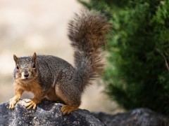Dangerous Acorn Activist