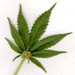 Chart of the Day — A Data Point on the Failure of the War on Drugs
