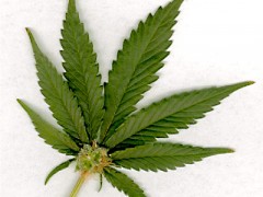 Budget Crisis To Lead the Way to Legalizing Marijuana?