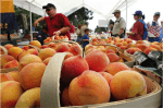 A couple of last thoughts about the Peach Festival