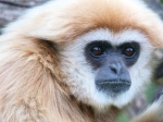 Calling a Fascist, Loofa-Faced, Shit-Gibbon a Fascist, Loofa-Faced, Shit-Gibbon