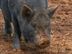 Pet Pigs on the Loose Turning Delaware Into Hellscape